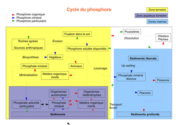 image cycle du phosphore