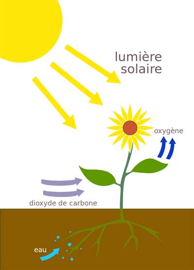 schéma de photosynthèse