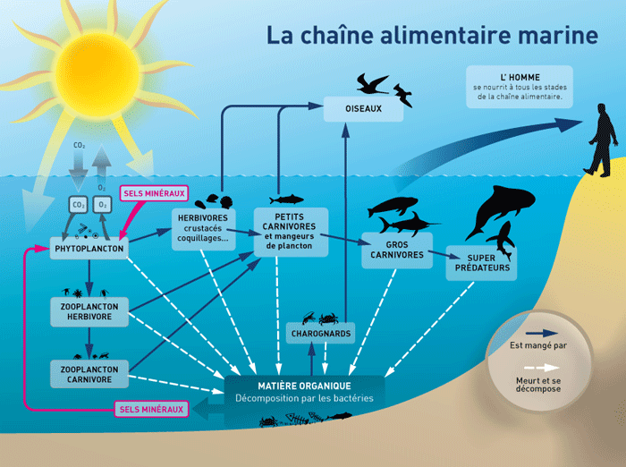 Schéma de chaîne alimentaire marine